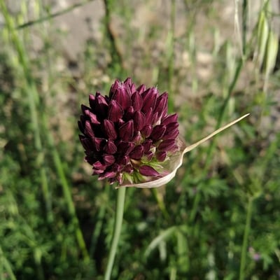 Allium rotundum — flower