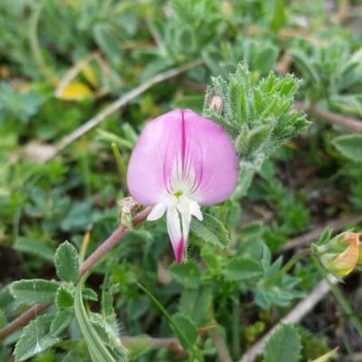 Ononis spinosa — flower