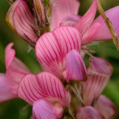 Onobrychis supina — flower