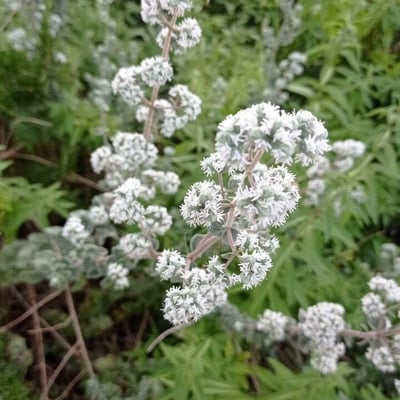 Origanum syriacum — flower