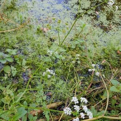 Oenanthe aquatica — flower