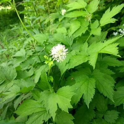 Actaea spicata — flower