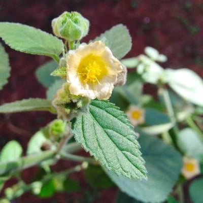 Sida cordifolia — flower