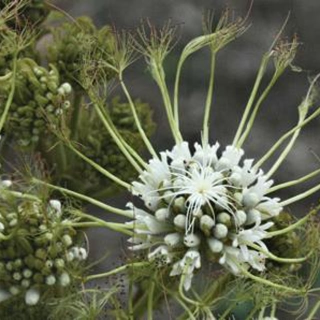 Albizia adianthifolia