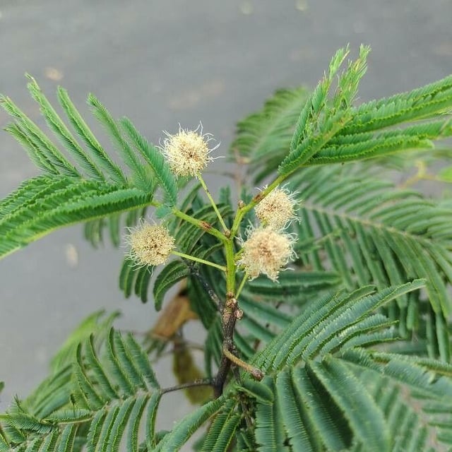 Anadenanthera colubrina — flower