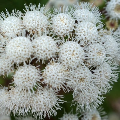 Ageratina adenophora — flower