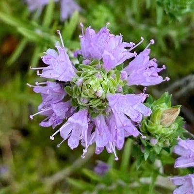 Thymbra capitata — flower