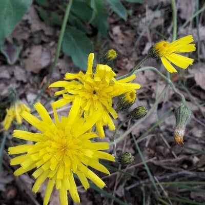 Hieracium glaucinum — flower