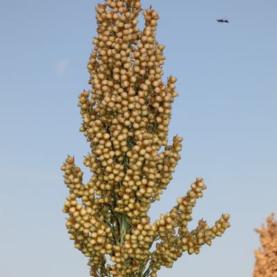 Sorghum bicolor — flower