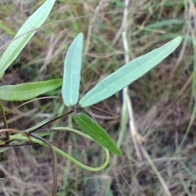 Glycine microphylla — leaf