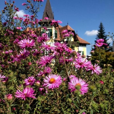 Symphyotrichum novae-angliae — flower