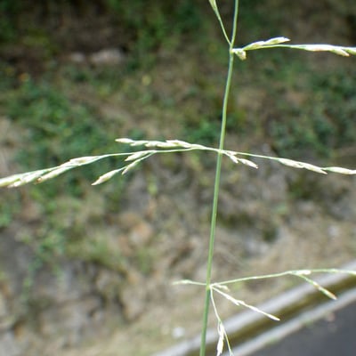 Puccinellia distans — flower