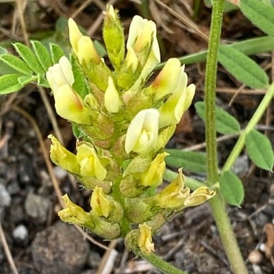 Astragalus cicer — flower