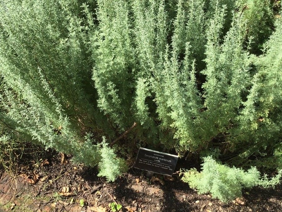 Sea wormwood