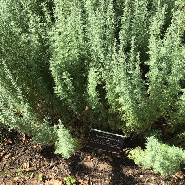 Sea wormwood