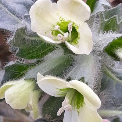 Hyoscyamus albus — flower