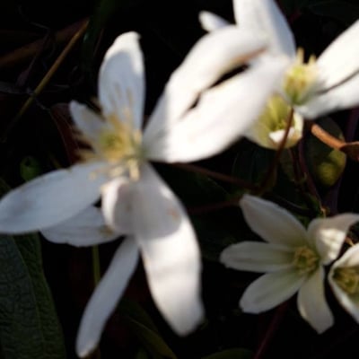 Clematis recta — flower