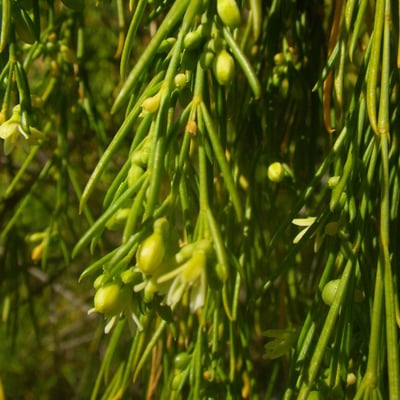 Plocama pendula — flower