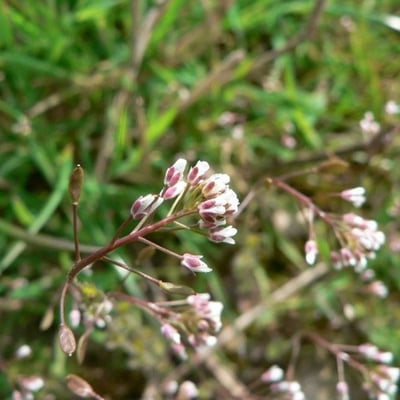 Draba muralis — flower