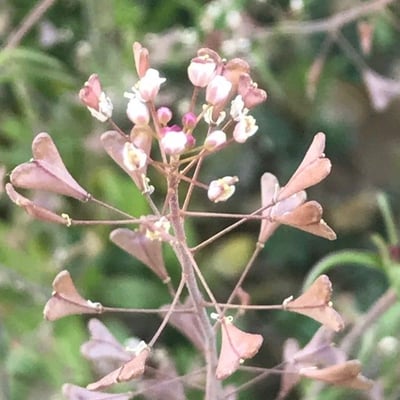 Capsella rubella — flower