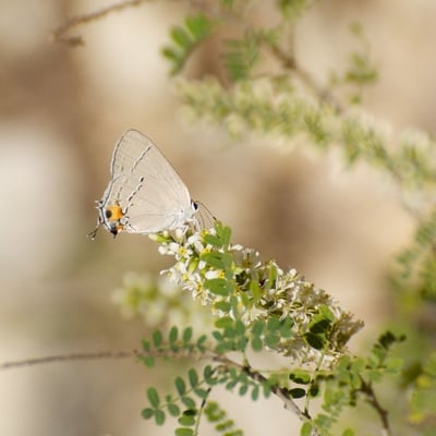 Eysenhardtia texana — flower
