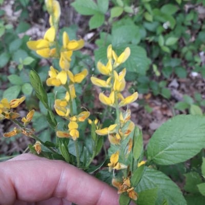 Genista germanica — flower