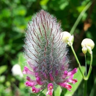 Trifolium rubens — flower