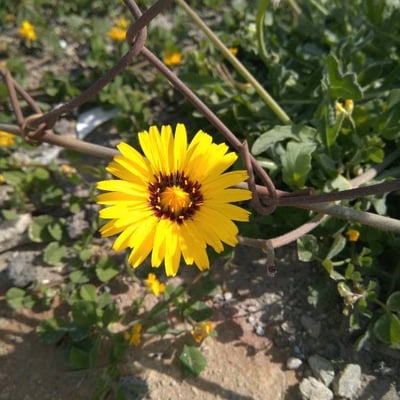 Reichardia tingitana — flower