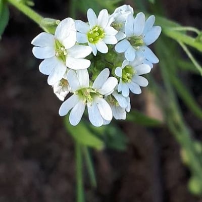 Berteroa incana — flower