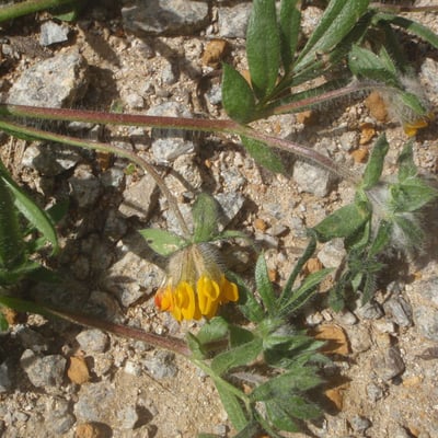 Anthyllis lotoides — flower