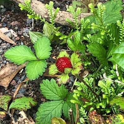 Potentilla indica — flower