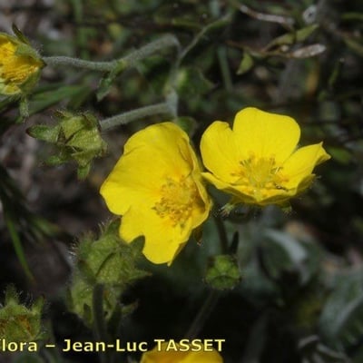 Potentilla nivea — flower
