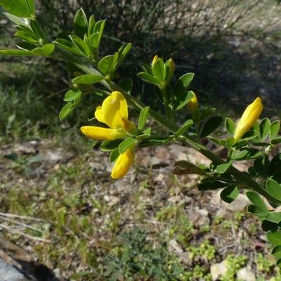 Genista monspessulana — flower