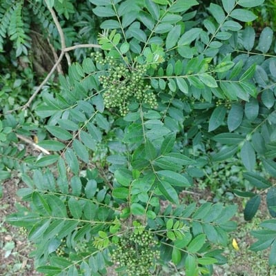 Zanthoxylum rhoifolium — leaf