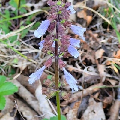 Salvia lyrata — flower