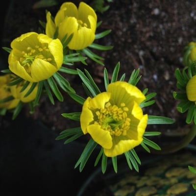Eranthis hyemalis — flower