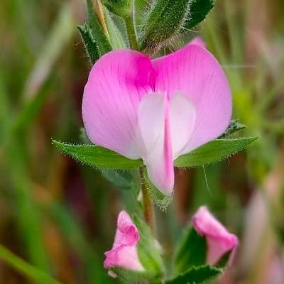 Ononis spinosa — flower