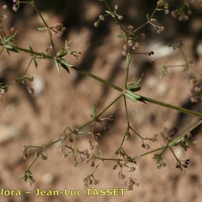 Galium divaricatum — flower