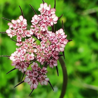 Tordylium maximum — flower