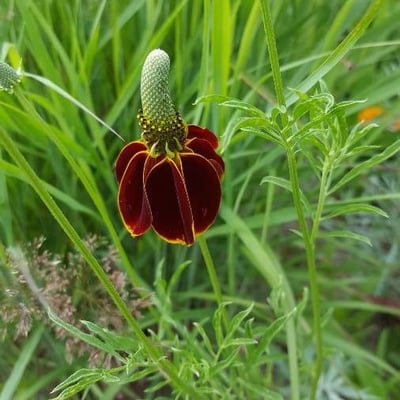 Ratibida columnifera — flower