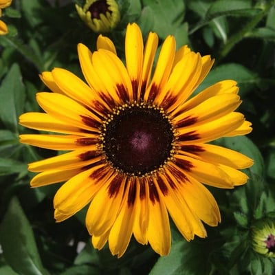 Rudbeckia hirta — flower