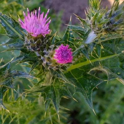 Carduus pycnocephalus — flower