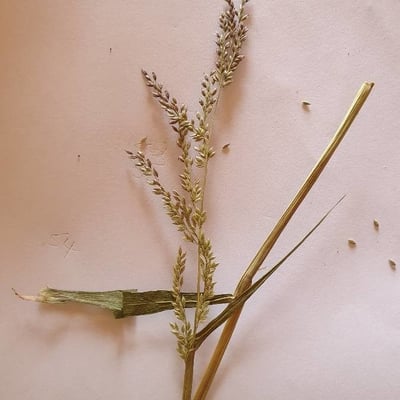 Echinochloa colona — flower