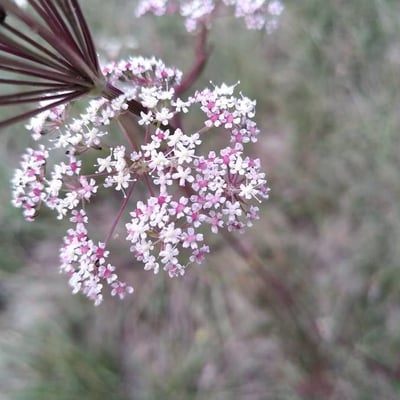 Seseli annuum — flower