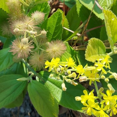 Grewia flavescens — flower