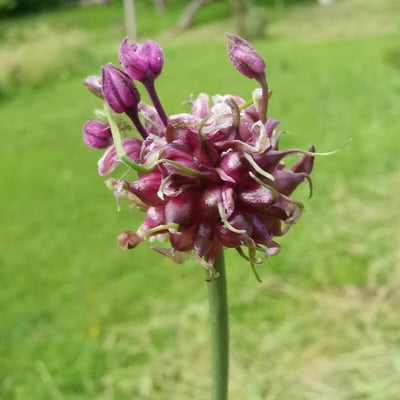Allium scorodoprasum — flower