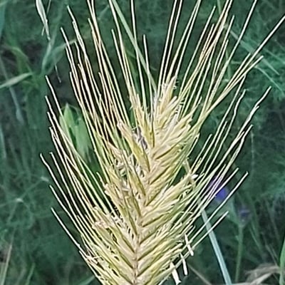 Hordeum marinum — flower