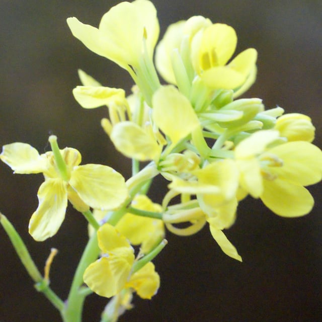Sisymbrium orientale — flower