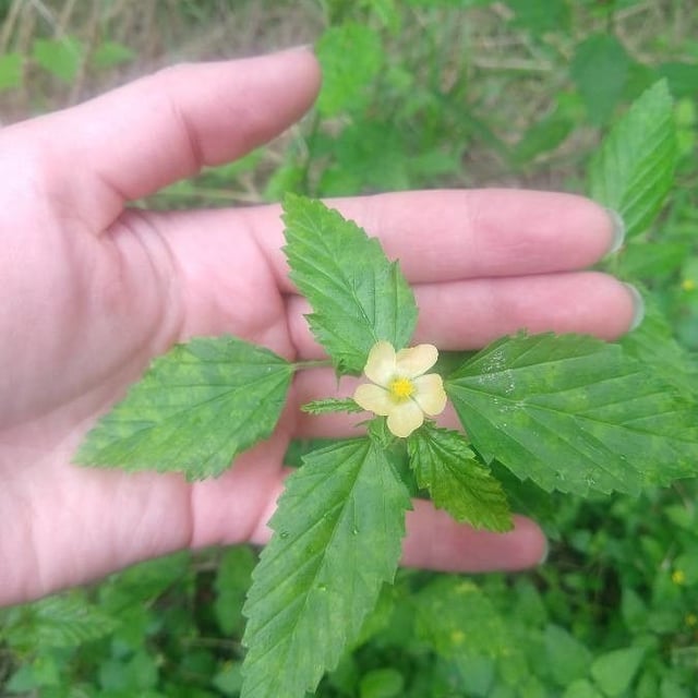 Malvastrum coromandelianum — flower