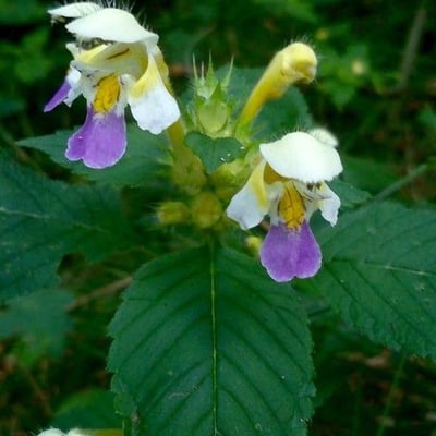 Galeopsis speciosa — flower